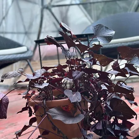 Erdei Buborek Кемпинг